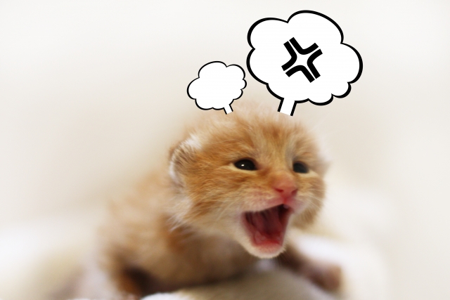怒る猫